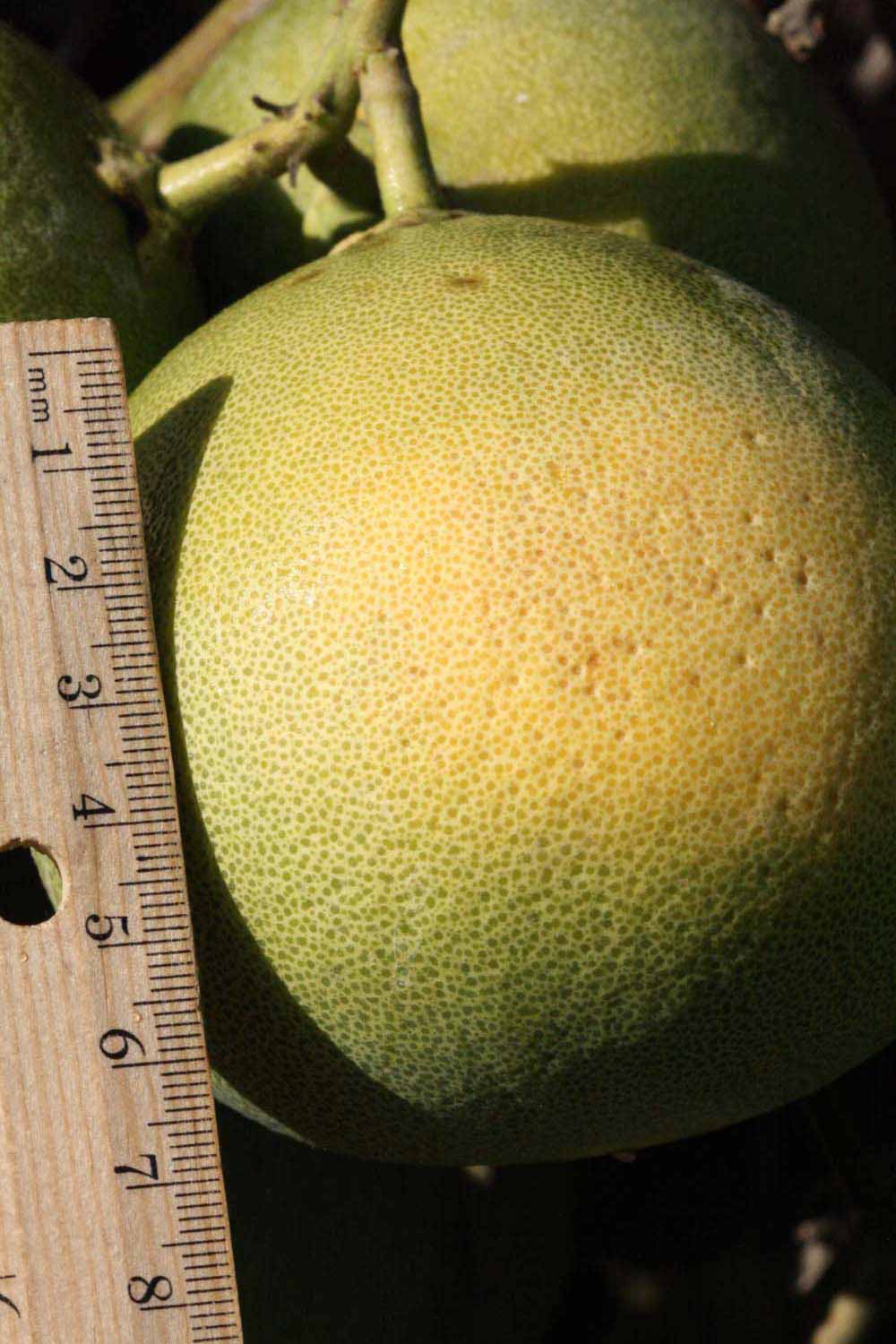            Fruit (Riverside, CA)   